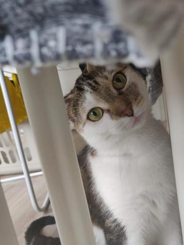 Huis gezocht voor poes Puck