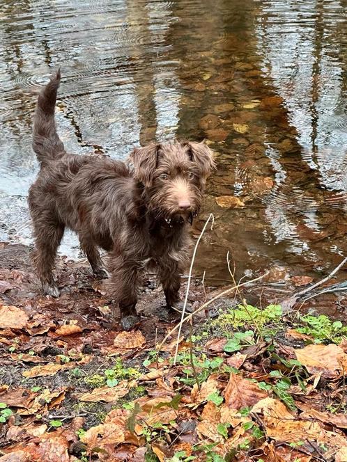 Logeeradres hondje - hondenoppas gezocht, Dieren en Toebehoren, Honden | Niet-rashonden, Klein, Teef, Particulier, Eén hond, Nederland