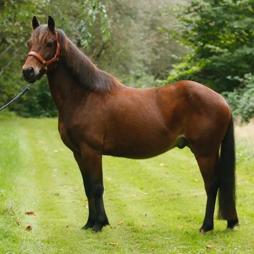 New forest c pony ruin rijpony, Dieren en Toebehoren, Pony's, Ruin, Zadelmak, C pony (1.27m tot 1.37m), 7 tot 10 jaar, Met stamboom