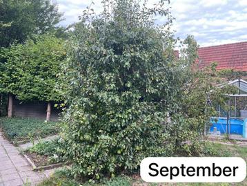 Perenboom - zelf uitsteken