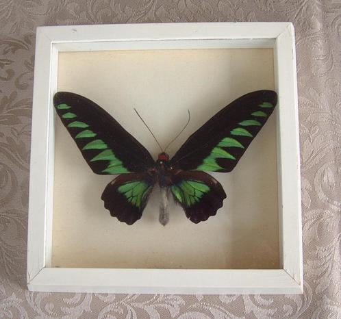 vlinder nr 12 - trogonoptera brookiana uit Malaysia, Verzamelen, Overige Verzamelen, Gebruikt, Ophalen of Verzenden