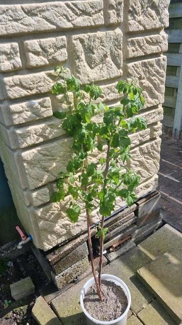 Frambozen, 2 jarige stekken. Uitzoeken 7,50€ per plant!