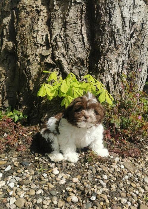 Schitterende choco bonte boomer pup, Dieren en Toebehoren, Honden | Chihuahua's en Gezelschapshonden, Meerdere dieren, Overige rassen