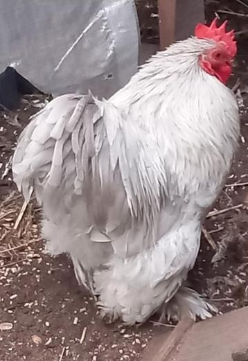 Cochin haan Ollie zoekt een goed huisje-Niet voor de slacht!