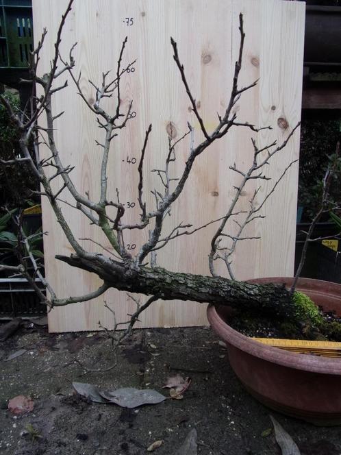 bonsai starter Pyrus Pyraster, Tuin en Terras, Planten | Bomen, Overige soorten, Minder dan 100 cm, Volle zon, Lente, In pot, Ophalen