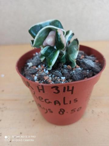 hoya compacta regalis potmaat 8.5 nummer H314