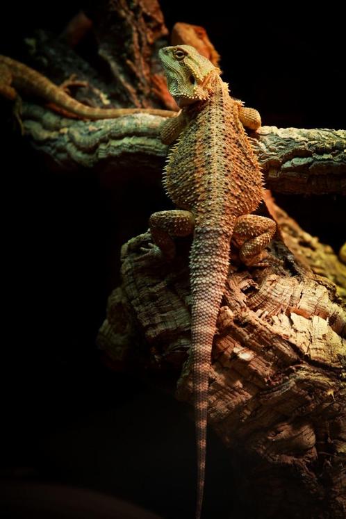 pogona vitticeps - Baardagaam, Dieren en Toebehoren, Reptielen en Amfibieën, Hagedis, 0 tot 2 jaar