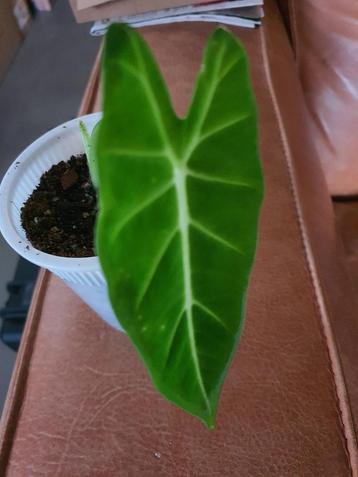 Alocasia Frydeck Babyplant