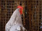 Amrock kippen groot | Rustige kip | Deskundig advies!