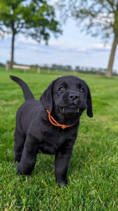 Zwarte labrador pups van geteste ouders, Dieren en Toebehoren, Honden | Retrievers, Spaniëls en Waterhonden, Meerdere dieren, Labrador retriever