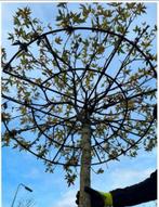 Dakbomen Liquidambar (Amberboom) Stam 20/25 mooie zware bome