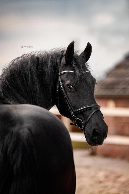 Meerdere Friezen te koop: zie omschrijving, Dieren en Toebehoren, Paarden, Meerdere dieren, Z, 160 tot 165 cm, Met stamboom, Gechipt