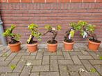 Bonsai druif (vitis), ruim 15 jaar oude stam