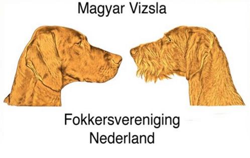 Magyar Vizsla Pup, Dieren en Toebehoren, Honden | Setters en Staande honden, Overige rassen, Particulier, Eén hond, Nederland
