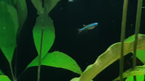 Chinese danio's, Dieren en Toebehoren, Vissen | Aquariumvissen, Zoetwatervis, Vis