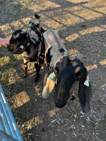 Te koop 2 nybische geiten