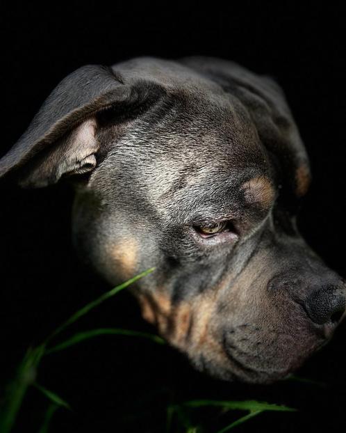 Amerikaanse Pocket Bull, Dieren en Toebehoren, Honden | Bulldogs, Pinschers en Molossers, Reu, Overige rassen, Particulier, Eén hond