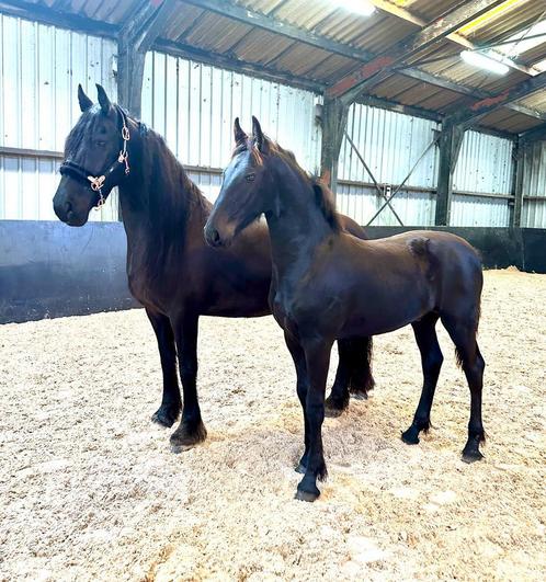 Drachtige volpapier Stermerrie met hengstveulen, Dieren en Toebehoren, Paarden, Merrie, L, 160 tot 165 cm, 7 tot 10 jaar, Dressuurpaard