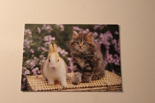 Katten Postkaart - Jonge Poes en bruin wit Konijn Japan, Verzamelen, Ansichtkaarten | Dieren, Ongelopen, 1980 tot heden, Hond of Kat