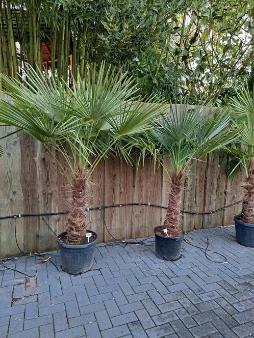 Palmbomen  trachycarpus fortunei winterhard, Tuin en Terras, Planten | Bomen, Palmboom, Volle zon, Ophalen of Verzenden