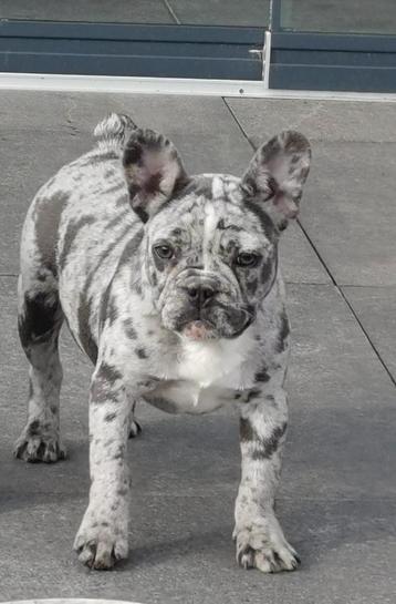 Franse bulldog teefje bleu merle prachtig neusje en staart