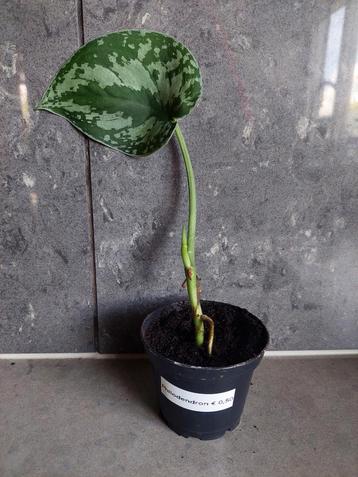 Hangplantje Philodendron - kamerplant € 0,75