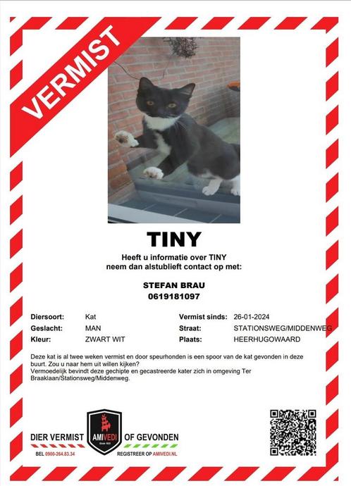 Vermist omgeving Heerhugowaard. Beloning: €250, Dieren en Toebehoren, Vermiste en Gevonden Dieren, Kat