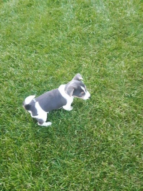 Supermooie blauwe jack russell pups, Dieren en Toebehoren, Honden | Jack Russells en Terriërs, Meerdere dieren, Jack Russell Terriër