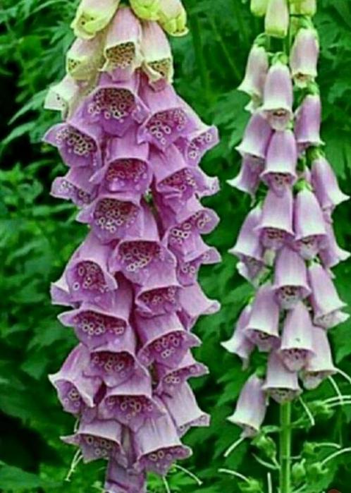 Digitalis purpurea- vingerhoedskruid- vaste plant, Tuin en Terras, Planten | Tuinplanten, Vaste plant, Ophalen