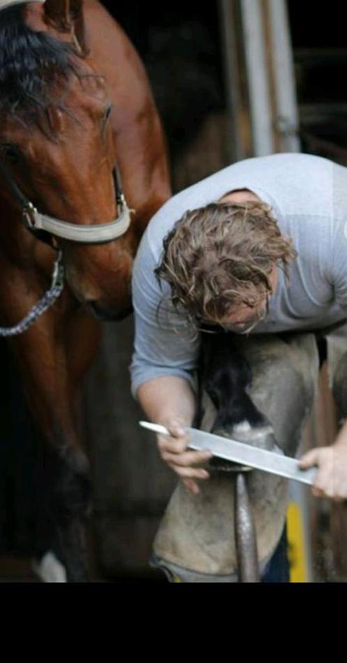 Gediplomeerd Hoefsmid, Diensten en Vakmensen, Dieren | Paarden | Verzorging, Oppas en Les