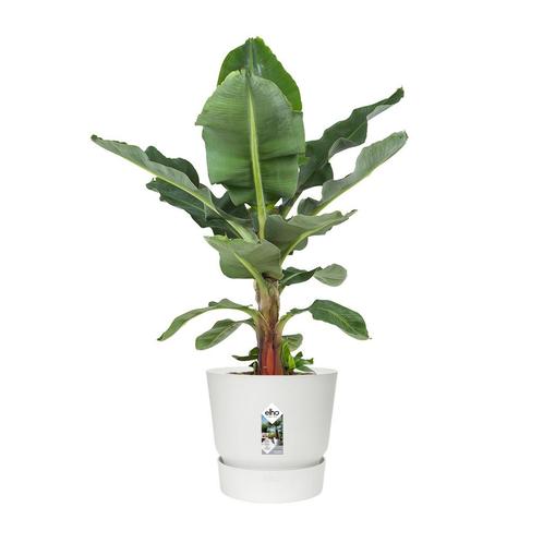 Bananenplant in Elho Greenville pot, Huis en Inrichting, Kamerplanten, Minder dan 100 cm, Halfschaduw, In pot, Verzenden