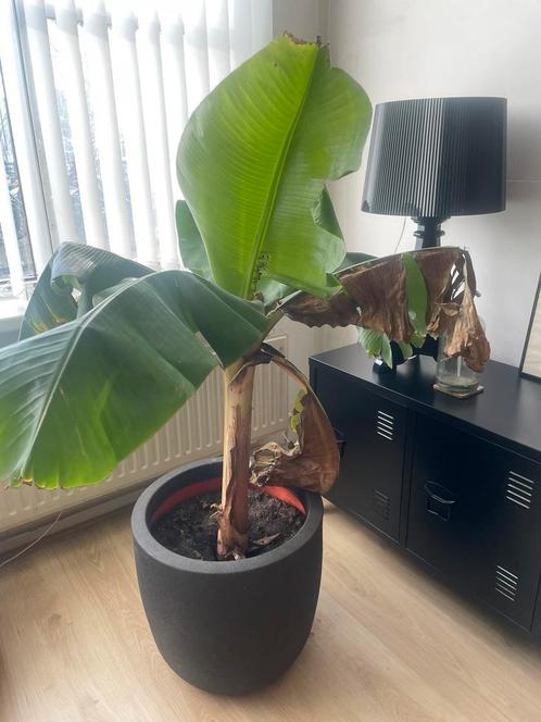 Mooie grote Bananenplant in Capri pot, Huis en Inrichting, Kamerplanten, Overige soorten, Minder dan 100 cm, Halfschaduw, In pot