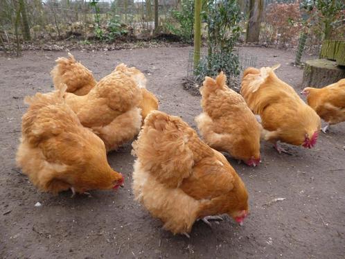 Diverse Broedeieren kriel en grote kippen rassen kip broedei, Dieren en Toebehoren, Pluimvee, Kip, Geslacht onbekend