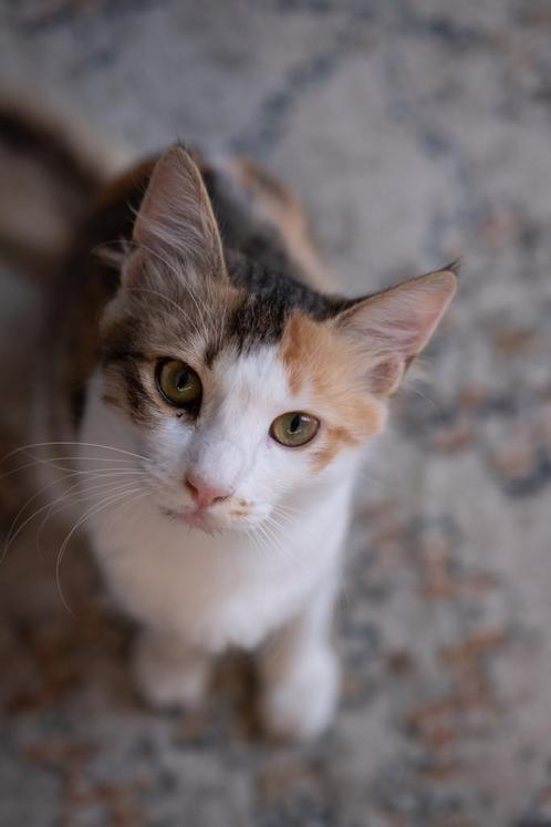 Liefste poesje Djoty zoekt haar eigen rustige thuis, Dieren en Toebehoren, Katten en Kittens | Overige Katten, Kortharig, Poes