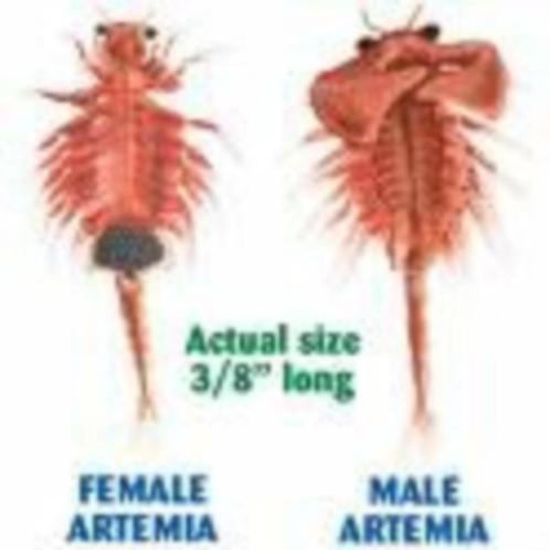USA Artemia eitjes met zeer hoge  95 % uitkomst!, Dieren en Toebehoren, Vissen | Aquariumvissen, Zoutwatervis, Overige typen