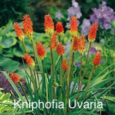 Kniphofia Uvaria (vuurwerkplant)