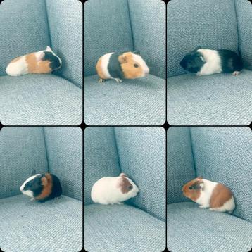 6 Mooie Driekleur cavia's te koop