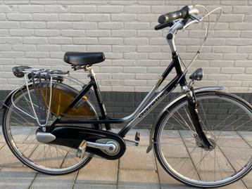 Super mooie gazelle furore z.g.a.n.