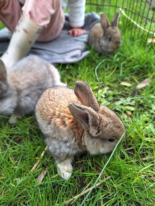 Schattige knuffel konijntjes (vlaamse reus x franse hangoor), Dieren en Toebehoren, Konijnen, Groot, Geslacht onbekend, 0 tot 2 jaar