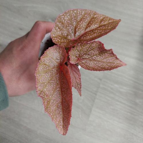 Terrarium Begonia U062 plant ZELDZAAM, Huis en Inrichting, Kamerplanten, Overige soorten, Minder dan 100 cm, Halfschaduw, Ophalen of Verzenden