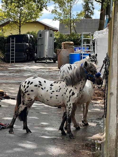 Ter dekking, super lieve appaloosa panterbont hengstje!, Dieren en Toebehoren, Paarden en Pony's | Dekhengsten en Fokmerries