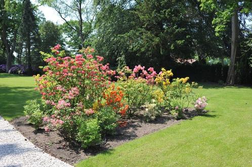 Bod gevraagd partij bladverliezende Azalea 80-100cm, Tuin en Terras, Planten | Struiken en Hagen, Rhododendron, Ophalen