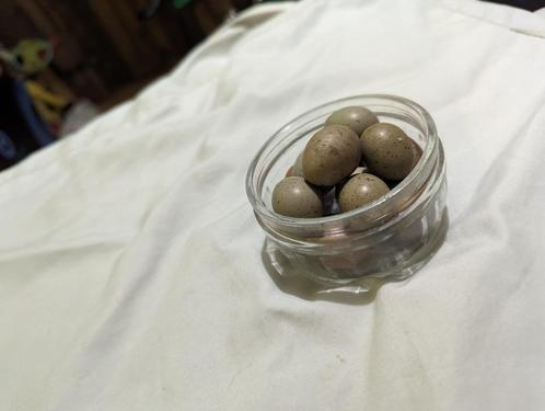 Bevruchte Eieren van de Chinese Dwergkwartel. Prijs Per Stuk, Dieren en Toebehoren, Vogels | Toebehoren, Nieuw, Overige typen