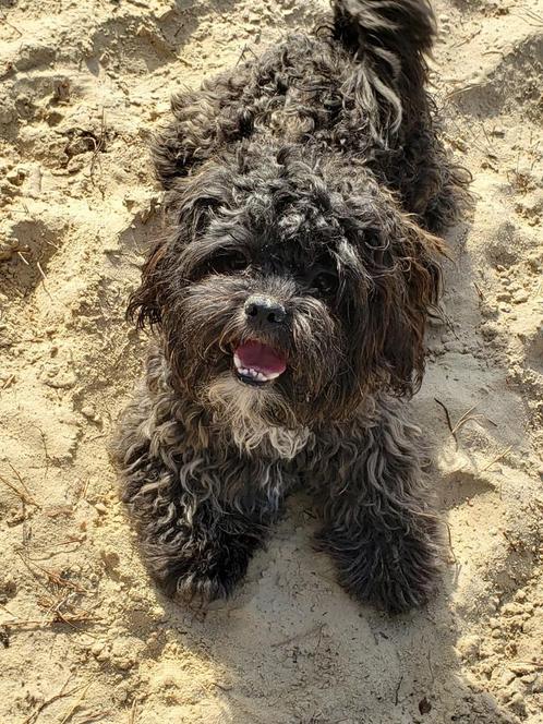 Ervaren shihpoo dekreu, Dieren en Toebehoren, Honden | Dekreuen, Reu, Particulier, Eén hond, Nederland, 1 tot 2 jaar, CDV (hondenziekte)