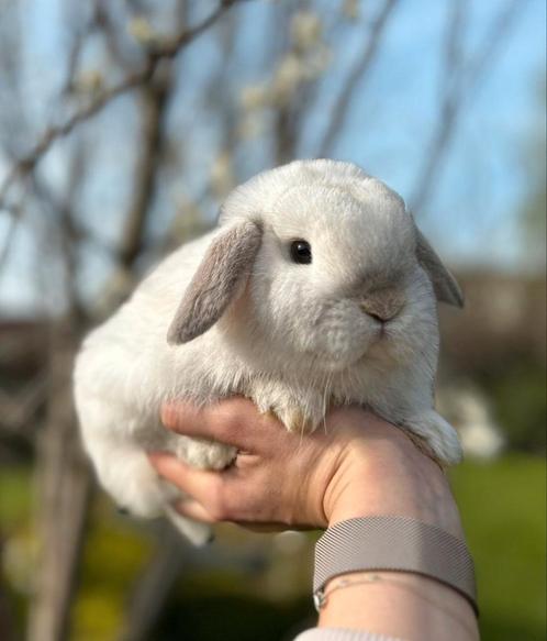 Minilop ram Blauwoog drager, Dieren en Toebehoren, Konijnen, Dwerg, Mannelijk, 0 tot 2 jaar, Hangoor