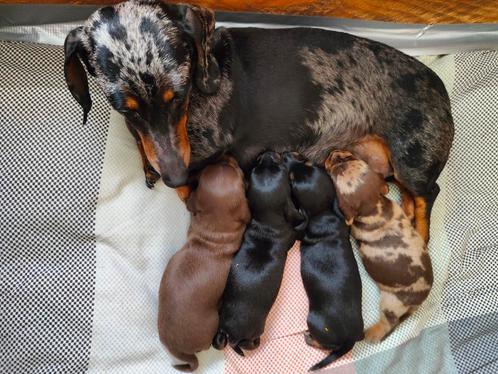 Prachtige kortharige (black and tan) teckel puppy's, Dieren en Toebehoren, Honden | Teckels en Dashonden, Meerdere dieren, Particulier