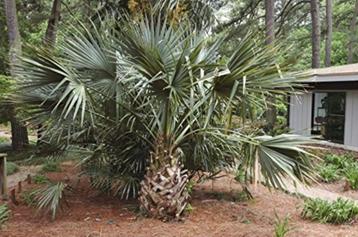 5 x Sabal riverside palmboom zaden