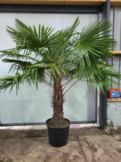 Palmbomen te koop, klein en groot (trachycarpus), Tuin en Terras, Planten | Bomen, Palmboom, 100 tot 250 cm, Volle zon, Zomer
