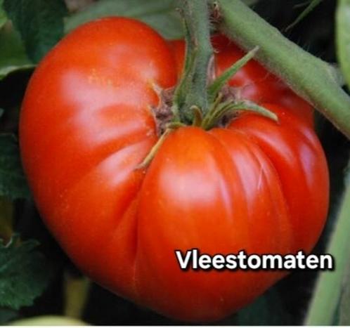 tomaten zaden, Tuin en Terras, Bloembollen en Zaden, Ophalen of Verzenden