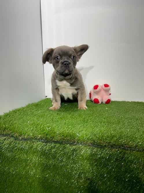 Franse Bulldog pups te koop, Dieren en Toebehoren, Honden | Bulldogs, Pinschers en Molossers, Meerdere dieren, Bulldog, Fokker | Professioneel